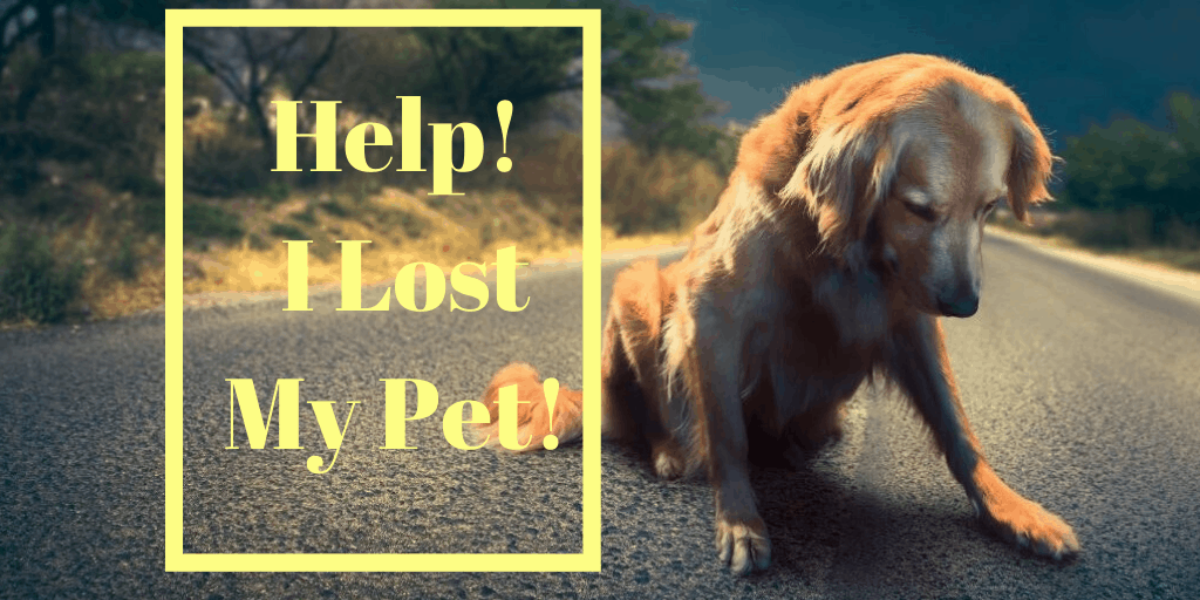 Help! I Lost My Pet!  How To Find Your Lost Pet in Thousand Oaks, Agoura Hills and the Greater Conejo Valley