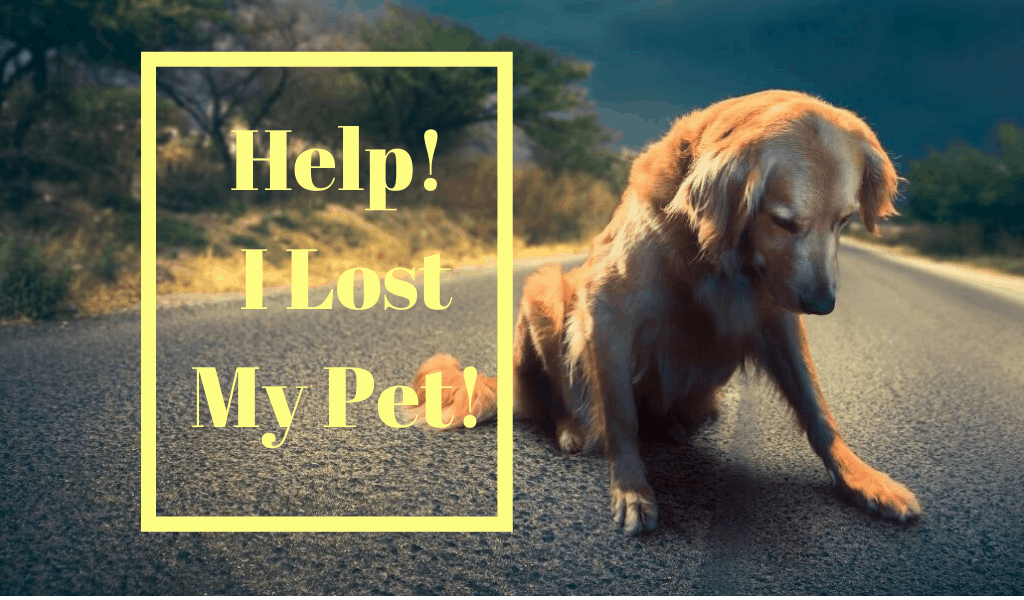 Read more about the article Help! I Lost My Pet!  How To Find Your Lost Pet in Thousand Oaks, Agoura Hills and the Greater Conejo Valley