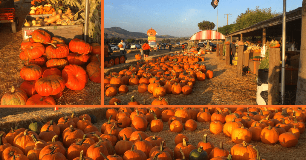 Moorpark Underwood Famly Farm Halloween 2020 Judy Burke eXp Realty