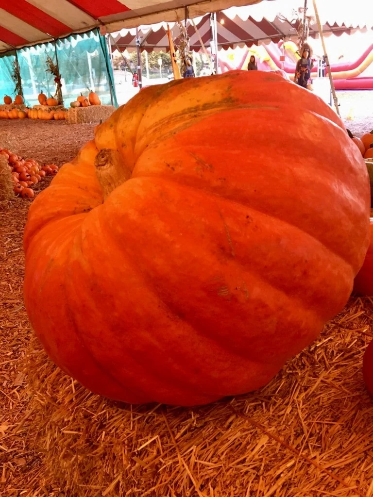 Pumpkin stand Bennetts Big Mac Judy Burke 1