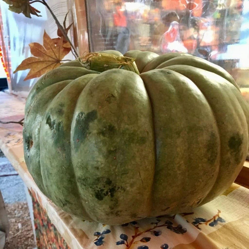 Pumpkin stand Bennetts Green Judy Burke 1