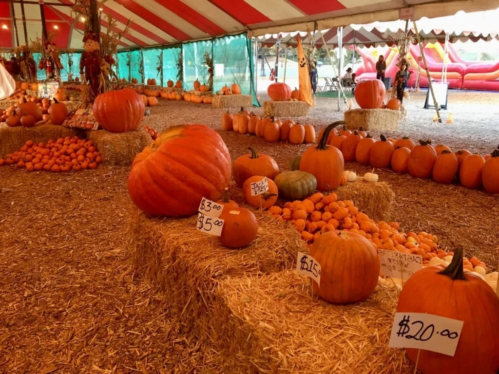 Pumpkin stand Bennetts Pumpkins with prices Judy Burke 4