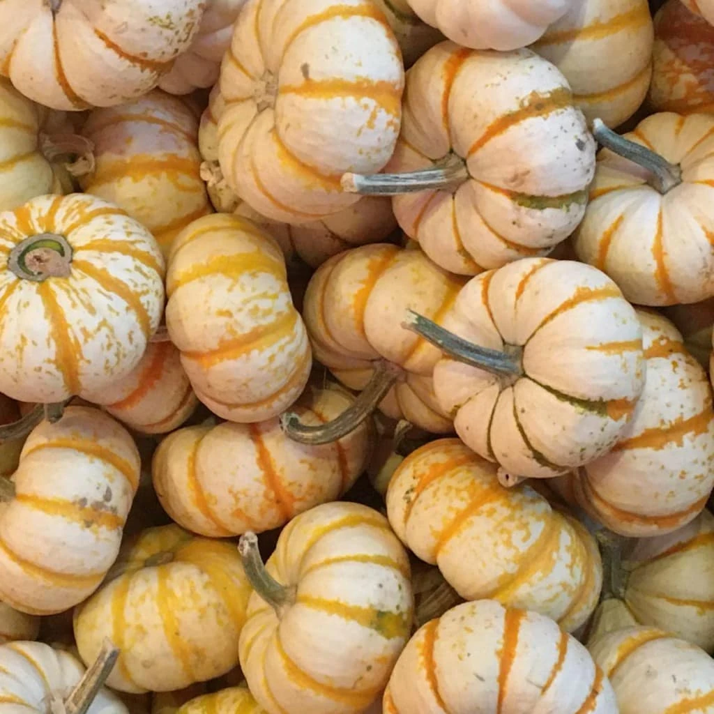 Pumpkin stand Bennetts Tiger striped Judy Burke 1