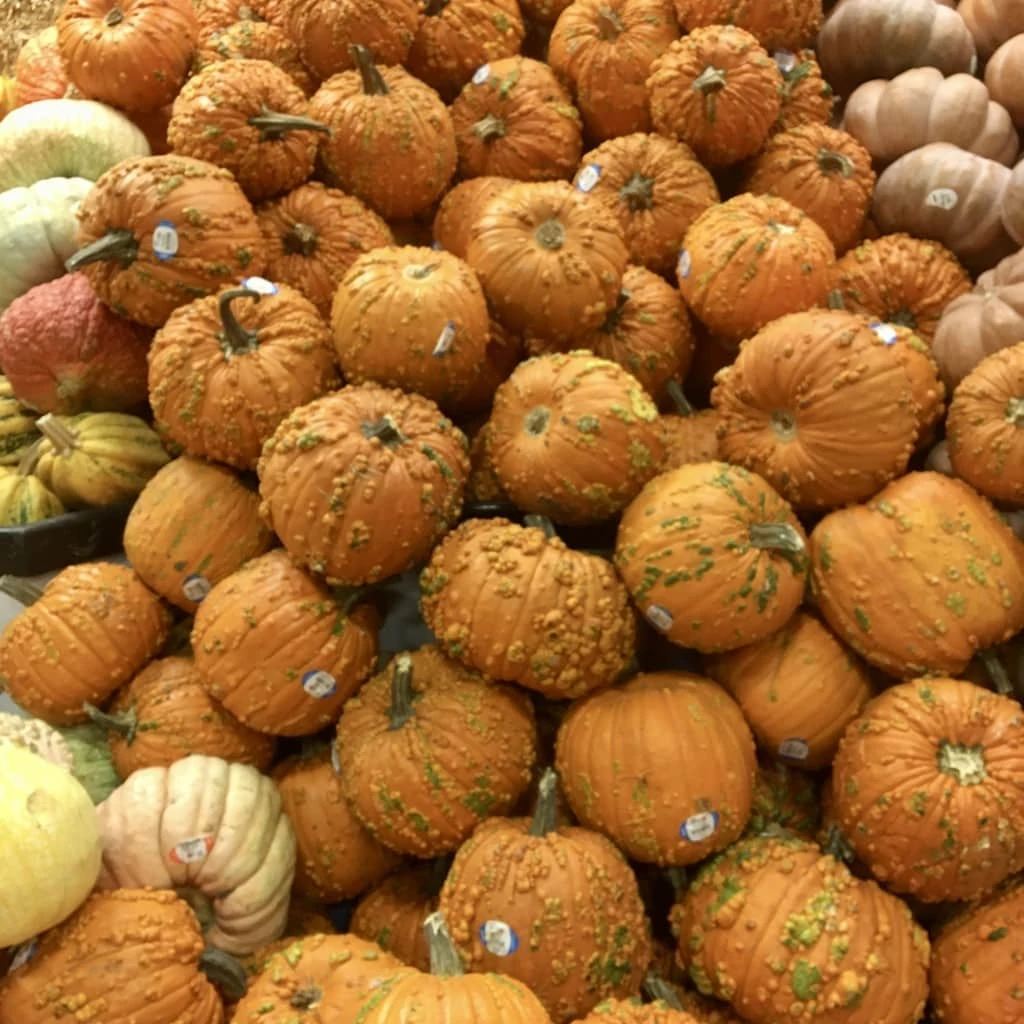 Pumpkins Albertsons bumpy knuckleheads Judy Burke 1