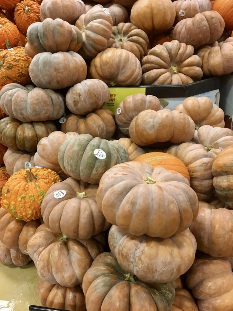 Pumpkins Albertsons fairytale Judy Burke 1