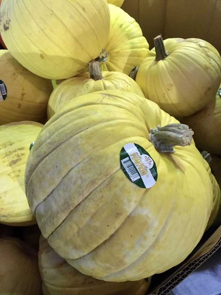 Pumpkins Albertsons mellow yellow 2 Judy Burke 1