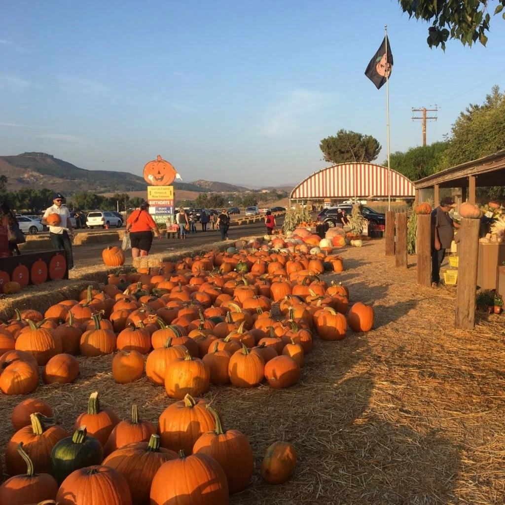 Pumpkins Underwood Farm by farm stand Judy Burke r